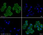 SLC25A37 Antibody in Immunocytochemistry (ICC/IF)