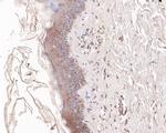 NEDD1 Antibody in Immunohistochemistry (Paraffin) (IHC (P))