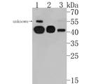 HLA-E Antibody in Western Blot (WB)