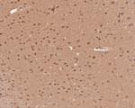 WWTR1 Antibody in Immunohistochemistry (Paraffin) (IHC (P))