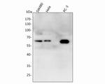 ONECUT3 Antibody in Western Blot (WB)