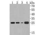 Myogenin Antibody in Western Blot (WB)