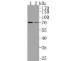 CYP1B1 Antibody in Western Blot (WB)