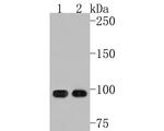 DACT1 Antibody in Western Blot (WB)