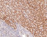 AOX1 Antibody in Immunohistochemistry (Paraffin) (IHC (P))