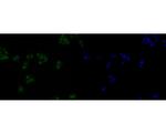 HMGB2 Antibody in Immunocytochemistry (ICC/IF)