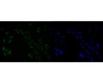 HMGB2 Antibody in Immunocytochemistry (ICC/IF)