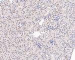 HMGB2 Antibody in Immunohistochemistry (Paraffin) (IHC (P))