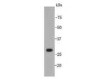 XBP1 Antibody in Western Blot (WB)