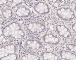 ASH2L Antibody in Immunohistochemistry (Paraffin) (IHC (P))