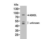 ASH2L Antibody in Western Blot (WB)