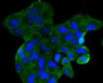 CCL3 (MIP-1 alpha) Antibody in Immunocytochemistry (ICC/IF)