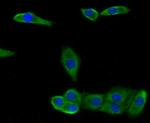 CCL3 (MIP-1 alpha) Antibody in Immunocytochemistry (ICC/IF)