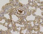 CCL3 (MIP-1 alpha) Antibody in Immunohistochemistry (Paraffin) (IHC (P))