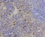 CCL3 (MIP-1 alpha) Antibody in Immunohistochemistry (Paraffin) (IHC (P))