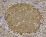 CCL3 (MIP-1 alpha) Antibody in Immunohistochemistry (Paraffin) (IHC (P))