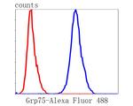 HSPA9 Antibody in Flow Cytometry (Flow)