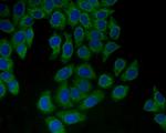 HSPA9 Antibody in Immunocytochemistry (ICC/IF)