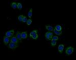 HSPA9 Antibody in Immunocytochemistry (ICC/IF)