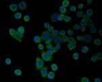 HSPA9 Antibody in Immunocytochemistry (ICC/IF)