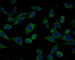 HSPA9 Antibody in Immunocytochemistry (ICC/IF)