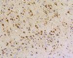 HSPA9 Antibody in Immunohistochemistry (Paraffin) (IHC (P))