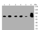 HSPA9 Antibody in Western Blot (WB)