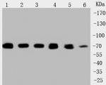 HSPA9 Antibody in Western Blot (WB)