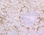 RNASE3 Antibody in Immunohistochemistry (Paraffin) (IHC (P))