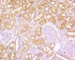 RNASE3 Antibody in Immunohistochemistry (Paraffin) (IHC (P))