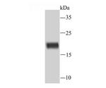 Ferritin Antibody in Western Blot (WB)