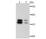 NME1 Antibody in Western Blot (WB)