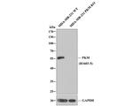 PKM2 Antibody in Western Blot (WB)