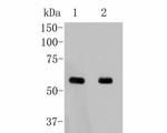 PKM2 Antibody in Western Blot (WB)