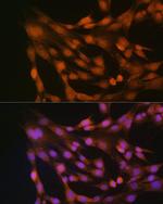 Thioredoxin 1 Antibody in Immunocytochemistry (ICC/IF)