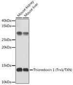 Thioredoxin 1 Antibody in Western Blot (WB)