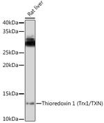 Thioredoxin 1 Antibody in Western Blot (WB)