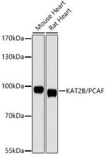 PCAF Antibody in Western Blot (WB)