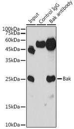 BAK Antibody in Immunoprecipitation (IP)