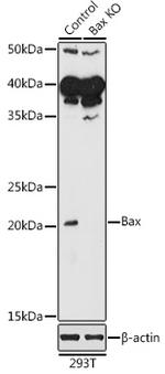 BAX Antibody in Western Blot (WB)