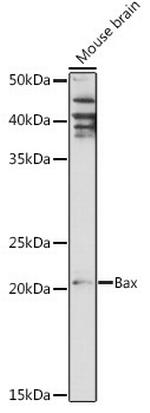 BAX Antibody in Western Blot (WB)