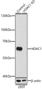 HDAC1 Antibody