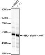 NAMPT Antibody in Western Blot (WB)