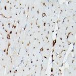 APOE Antibody in Immunohistochemistry (Paraffin) (IHC (P))