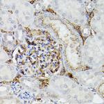 APOE Antibody in Immunohistochemistry (Paraffin) (IHC (P))