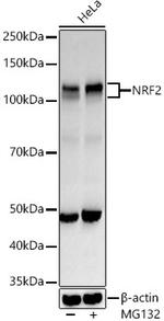 Nrf2 Antibody in Western Blot (WB)