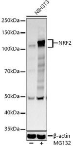 Nrf2 Antibody in Western Blot (WB)