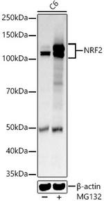 Nrf2 Antibody in Western Blot (WB)