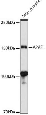 APAF1 Antibody in Western Blot (WB)