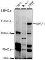 APAF1 Antibody in Western Blot (WB)